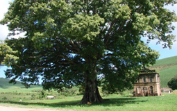 Instituto do Meio Ambiente/AL