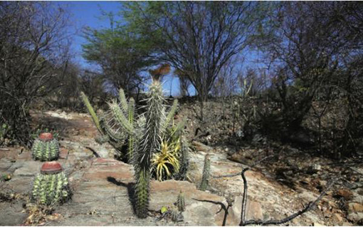 28042016_Caatinga_EBC_pequeno