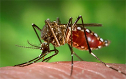 29042015_dengue_mosquito