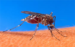 23032015_dengue_ebc