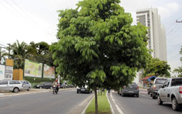 Pref. Manaus (AM)