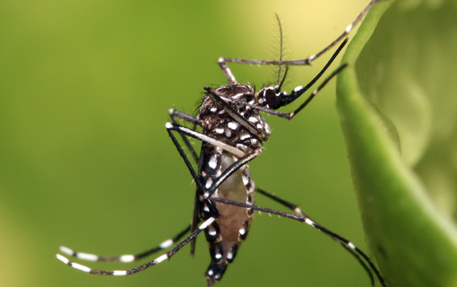 01122015_Aedes_PrefCampoVerdeMT