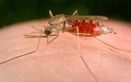 23042015_malaria_anopheles_mosquito_CDC.gov