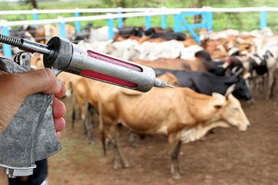 vacinacao bovina agencia alagoas gov