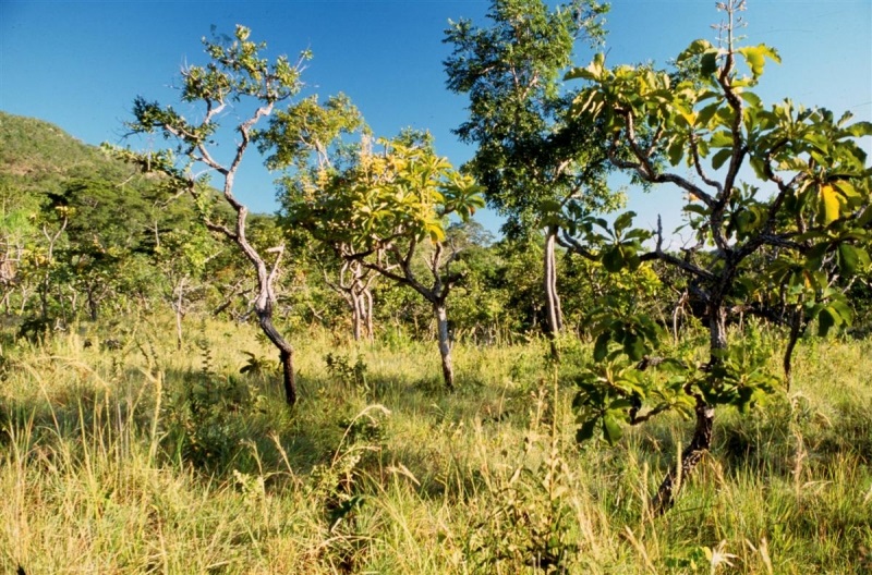 11092018 DIA DO CERRADO