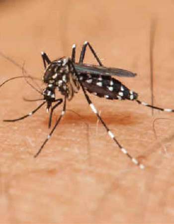 12052017 aedes portalbrasil